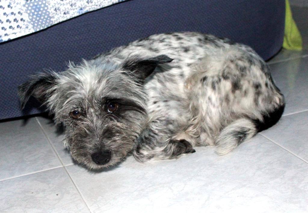 elhocicoorg's tweet photo. Lena es de tamaño pequeño, #mestiza sociable. Convive en un piso con otro perro. En #adopcion. http://t.co/KOOAQvKQ23