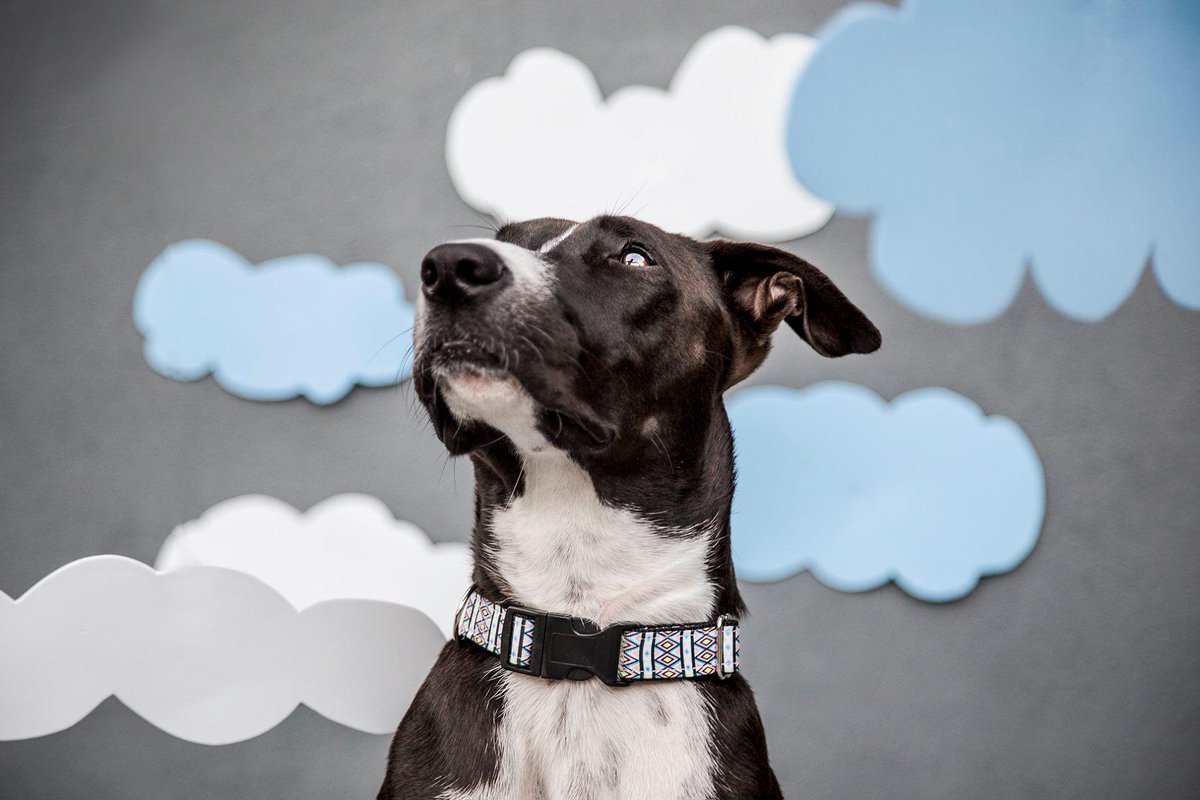 tail_wag's tweet photo. Head in the clouds! Shop the Ichtaca dog collar and many more: http://t.co/BUgk1myJZg #shopifypicks #dogsoftwitter http://t.co/M2LEciKga6