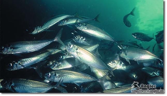 solotcom's tweet image. Cool Water Baitfish – The Mullet  Run. For more details, please visit Angler official website: angler.im/news/3fV6lQUTO…