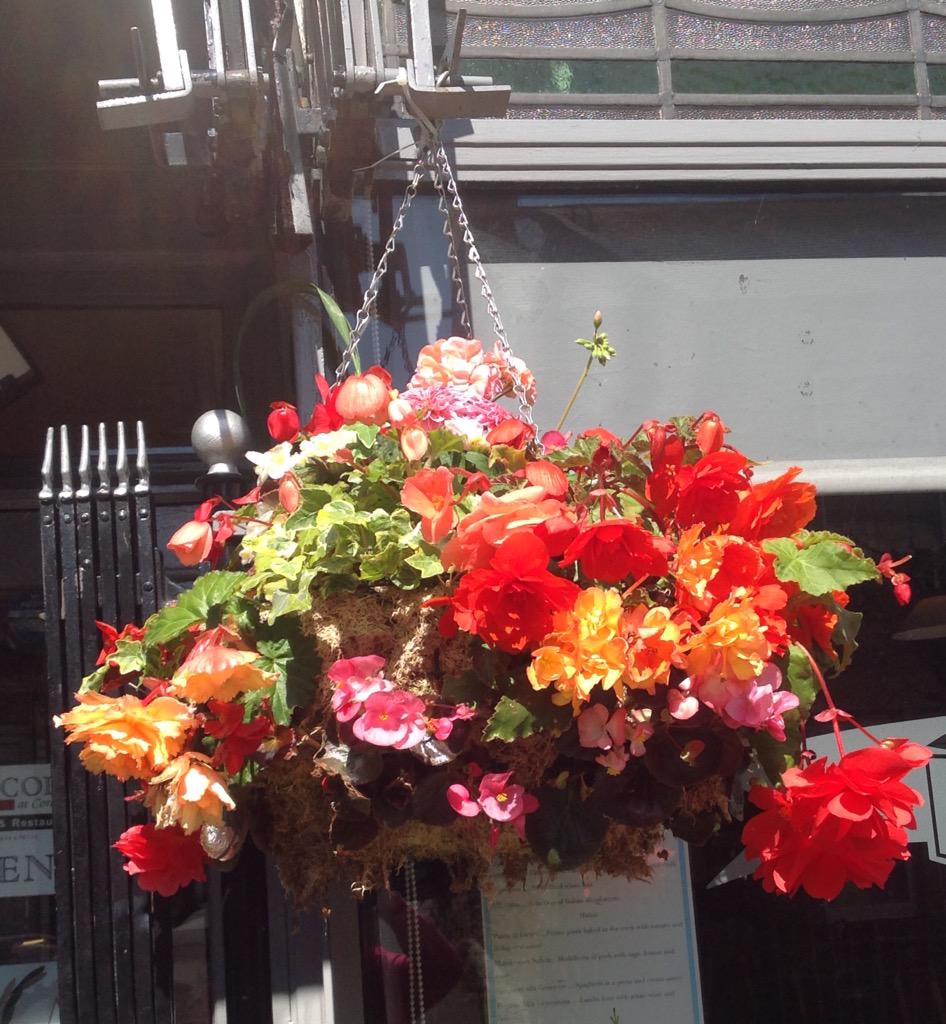 Il Piccolo Corbridge tweet media