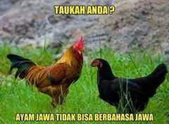 Fact