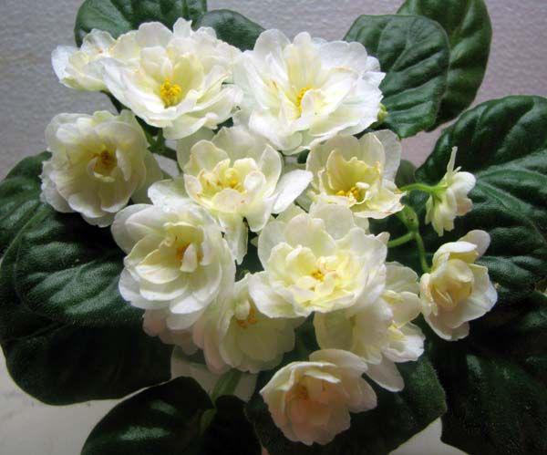 YolandavdZee's tweet photo. @gracinhalara @angelinelim947 @Alisazvezdica99 @natalycriz @0mukesh0 @love_peace_4all @lovi7 🌹🌹🌹HF🌹🌹🌹Lara http://t.co/aepnRASxco