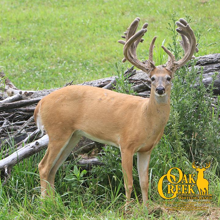 Shoot or Not! Would you let this young buck go another year? #oakcreekgiants #whitetaildeer #oakcreekwhitetailranch