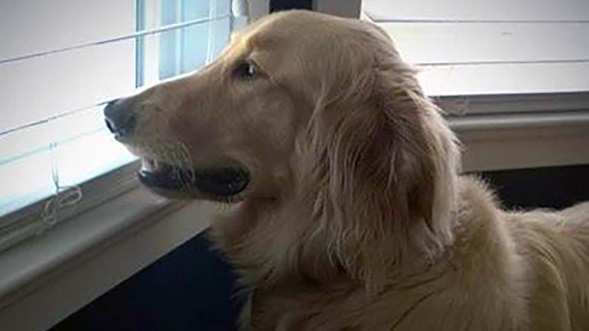 FOLLOW-UP: Former VA Petco workers face neglect charges after dog found dead in cage in May.
kptv.tv/1gipDZ6