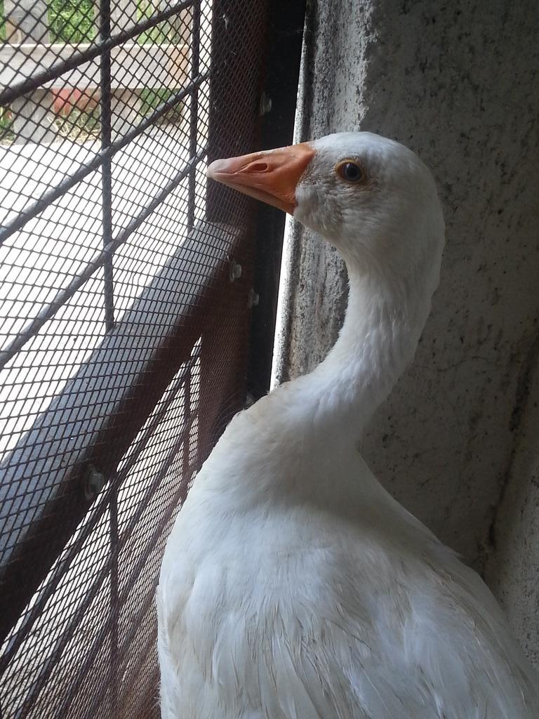 cilllibom's tweet image. #weloveyoupewds and he loves you too. @pewdiepie