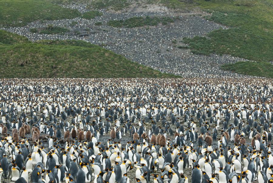 Penguins for miles &amp; miles! 🐧 Photo by <a href="/EverywhereTrip/">Gary Arndt</a>: goo.gl/R68SPV #travel