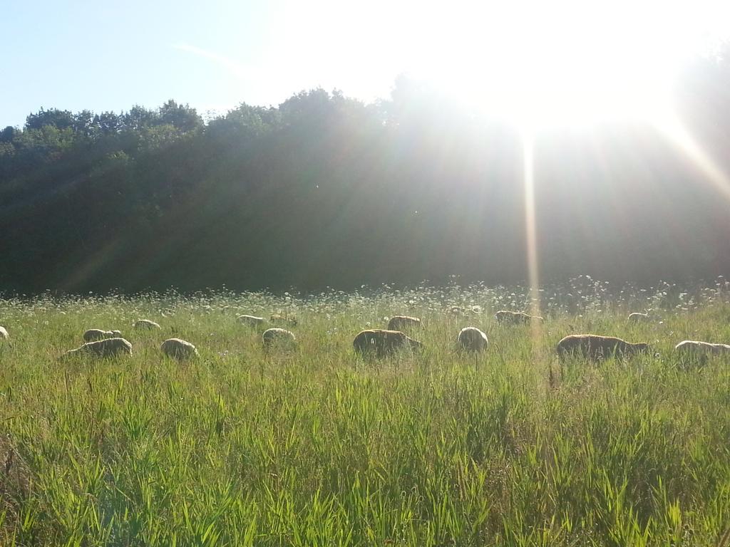 Here's our #FarmPhoto showing the beauty of an early morning of fresh #pasture and happy #sheep. #cdnLamb #grassfed