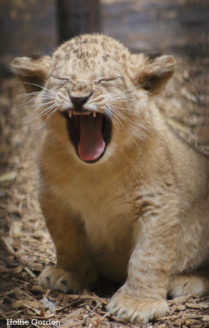 STPictures's tweet photo. Meet the latest addition to the @BlackpoolZoo pride #lion #cub #Khari #worldlionday photos by @HGPhotography_ http://t.co/aC6ar6aaqK