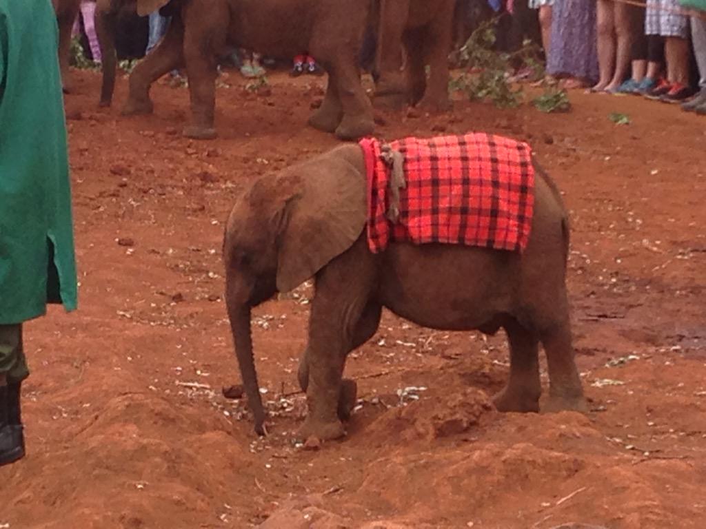 Had a great visit yesterday at @DSWT elephant sanctuary in Nairobi. Fantastic experience to round off a great 2 weeks