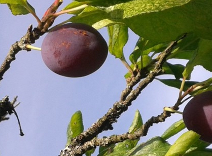 slowfooduk's tweet photo. Meet the Blaisdon Red Plum from #SlowFood #ArkofTaste https://t.co/qIFfjJPCKc http://t.co/5ldtafJgG9
