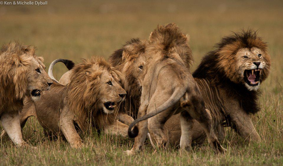 richardbranson's tweet image. Why big game animals are worth more alive than dead: virg.in/bgad