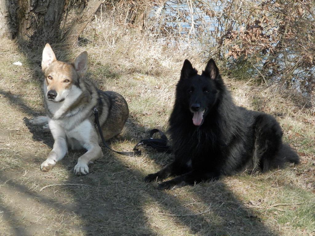 wolfdogbehavior's tweet photo. Mes deux compagnons, Heros Berger Belge Groenendael mâle de 3 ans et Eddy Chien Loup tchécoslovaque mâle de 4 ans :) http://t.co/gJKdYNI2vv