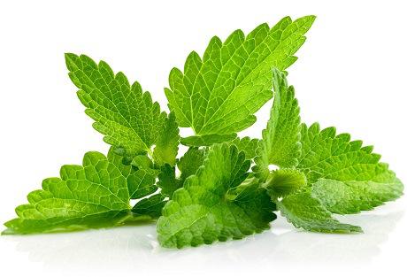 A erva-cidreira silvestrefoliage.com.br/index.php/2015…