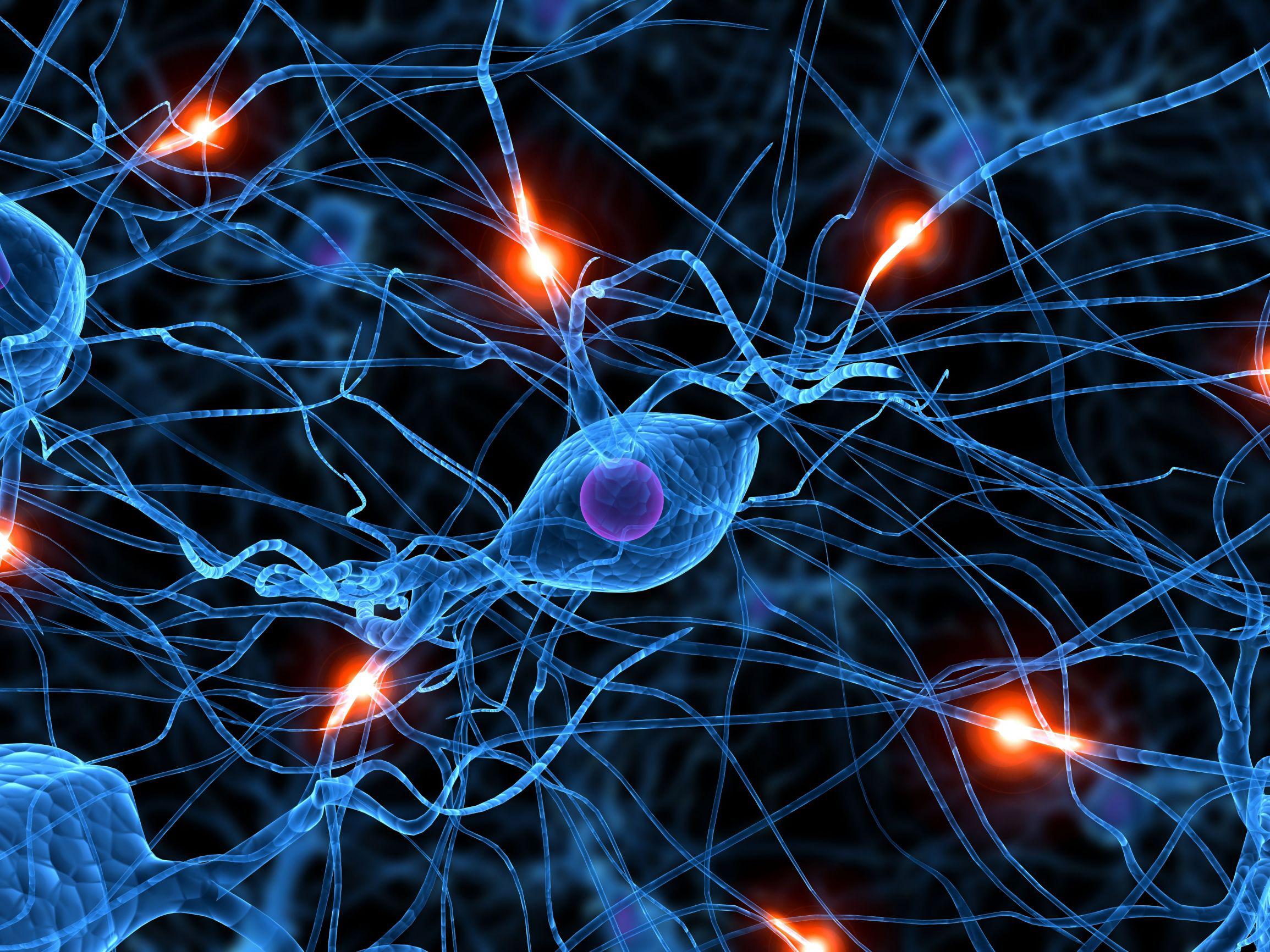 Csic La Sinapsis Es La Zona De Contacto Especializada Donde Se Realiza La Comunicacion Entre Neuronas T Co Rodgq8sbmi Twitter