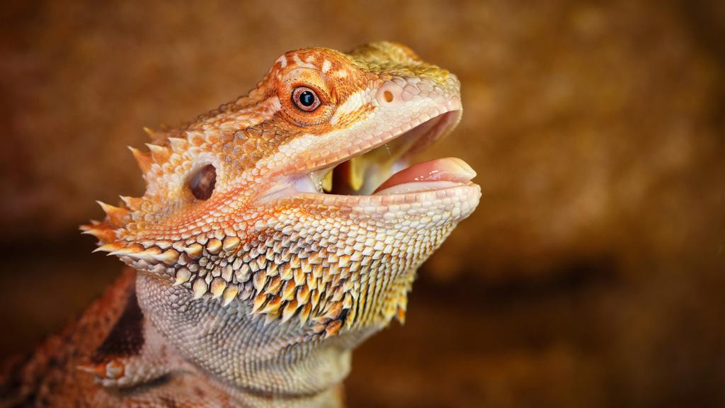 Greenpeace's tweet photo. #Climatechange could drive #dragons to #extinction in easily the strangest way we’ve heard of
http://t.co/IlNQT5zruj http://t.co/lcExEoosHv