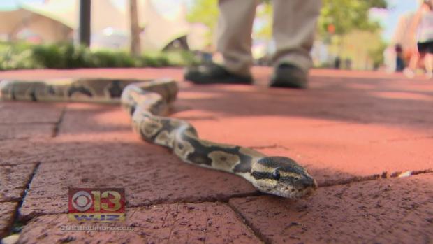 Python found on Inner Harbor water wheel gets new home: cbsloc.al/1Ivc93H
