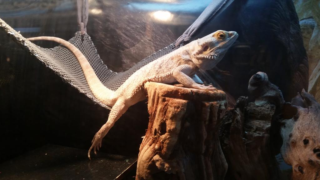 LokiBanoki's tweet photo. NBD JUST STARTING THE DAY WITH SOME CASUAL YOGA #sexy #ModelStatus http://t.co/wbLiZ54j8s