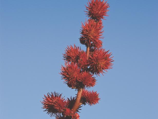 HowItWorksmag's tweet image. Pretty but deadly: the 5 most toxic plants #dinnerdata bit.ly/1J165W9