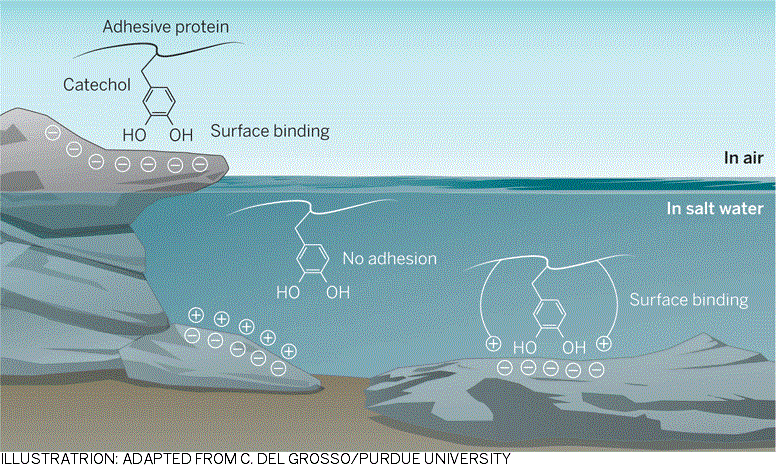 ScienceMagazine's tweet photo. Mussels stick under water by using their own ions to combat the salt around them
http://t.co/LkjaJewgtu http://t.co/a1NIsvhBEY