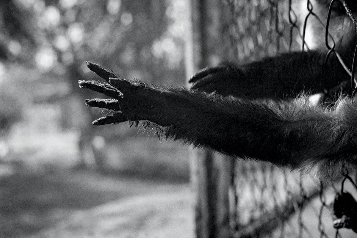 newscientist's tweet photo. What if we learn to talk to animals? Latest in this week's series of revolutionary ideas http://t.co/viScOXhm1k http://t.co/o32zGSTmVs