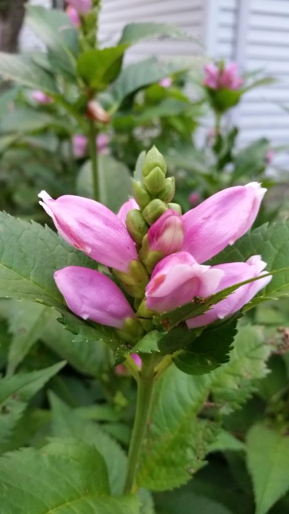 GardenOpus's tweet image. #Chelone #lyonii (#Turtlehead), robust ENA late season #native best when moist, but tolerant. #gardenchat #perennials