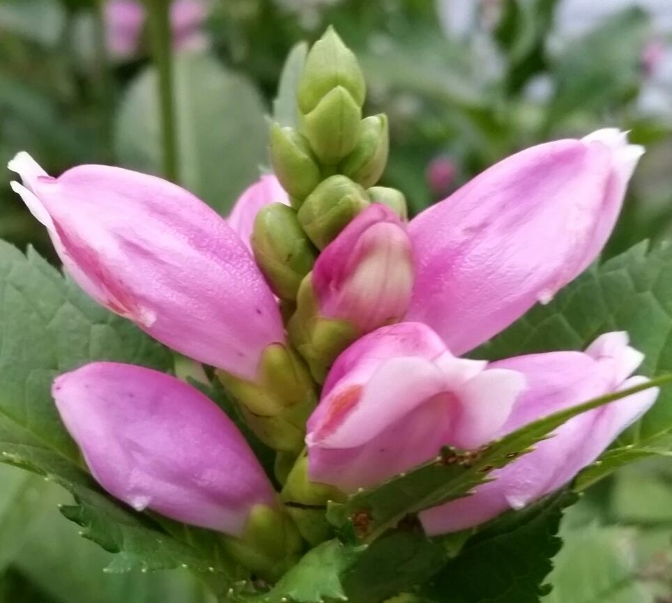 GardenOpus's tweet image. #Chelone #lyonii (#Turtlehead), robust ENA late season #native best when moist, but tolerant. #gardenchat #perennials