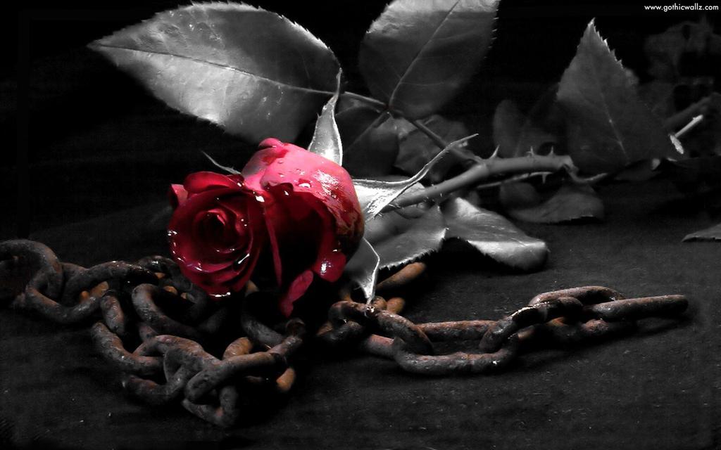   happy Birthday. Have a wonderful evening. Lots of hugs and kisses from Canada. 