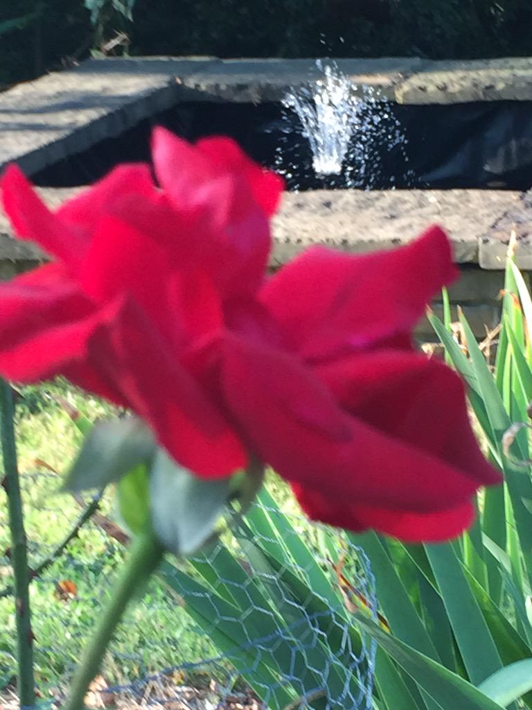 Success:  Jo Ann's rose garden sounds better with the new water feature. Also feels good on my feet.