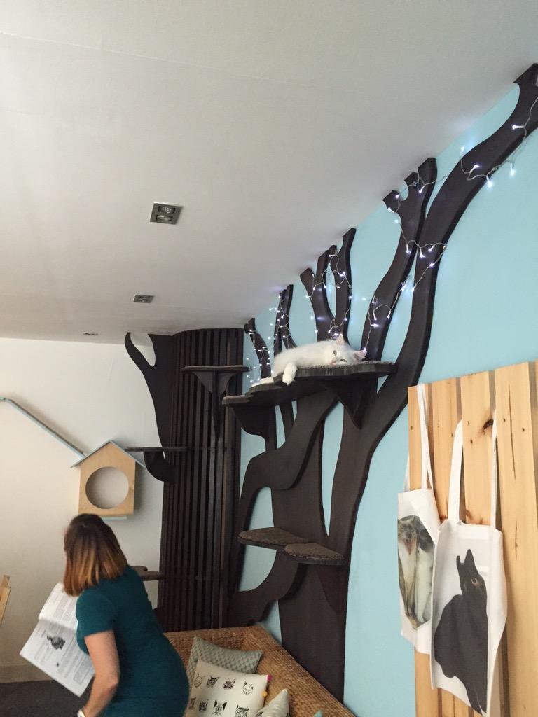Kittycatcafeto's tweet photo. Was so nice to visit @maisondemoggy while visiting Scotland http://t.co/IN7ZLHRuZn