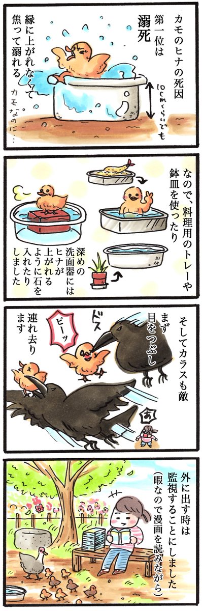 動物日記#4「カモのヒナの死因」 #鳥 #4コマ 