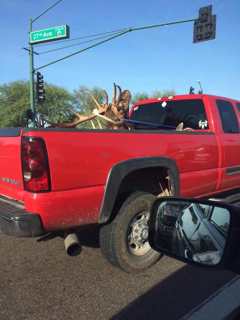fringepaul's tweet photo. Not something you see everyday. #Arizona #mousehead #whatthe... http://t.co/j2BXVQGL7B