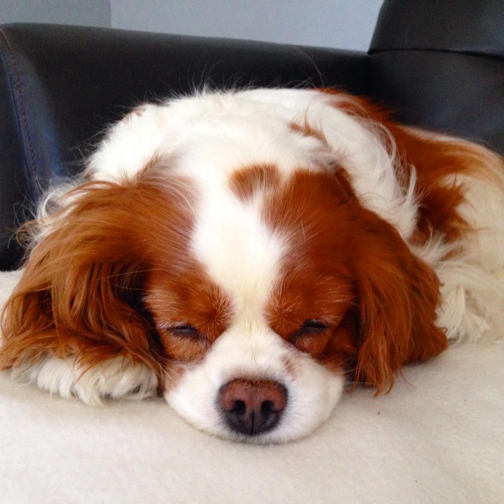 SaveOurCavs's tweet photo. Another day, another 12th nap #cavalierkingcharles #ckcs #cavlife http://t.co/MDKwZ3wrUH