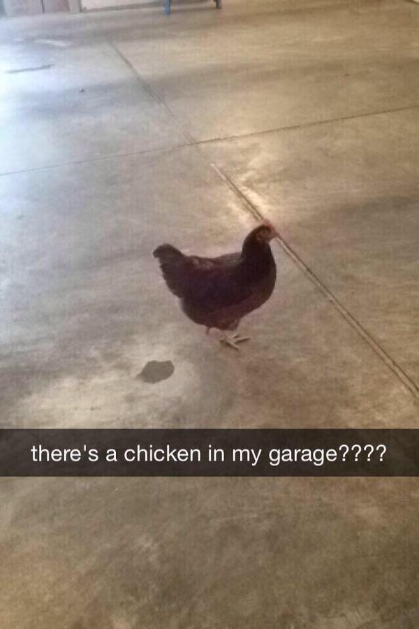Tumblr Posts tweet media