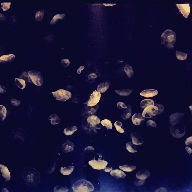 ChanceWall's tweet image. Had a great time at Tennessee Aquarium! #jellyfish #Chattanooga #dayoff #JELLY #ocean #marinelife #Friends #fish