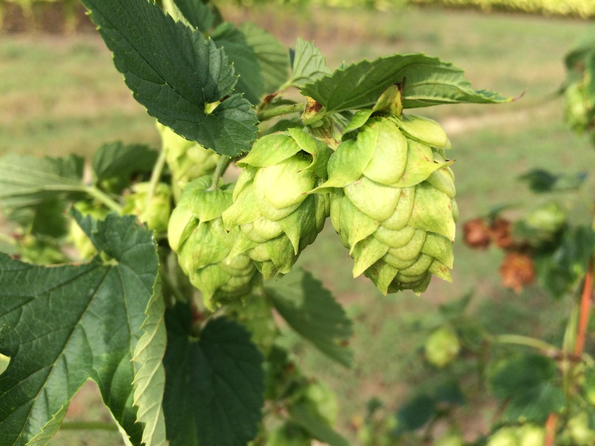 SweetTatersBrew's tweet image. Beautiful hops @cardinalpine! Ready for the harvest on Sat. #ncbeer #drinklocal #craftbeer
