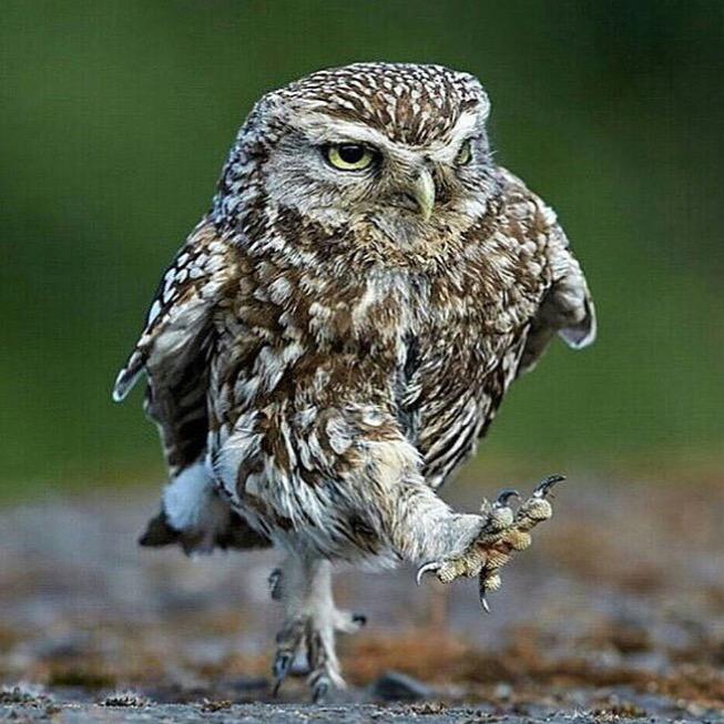 Syndicate's tweet image. Sweg.