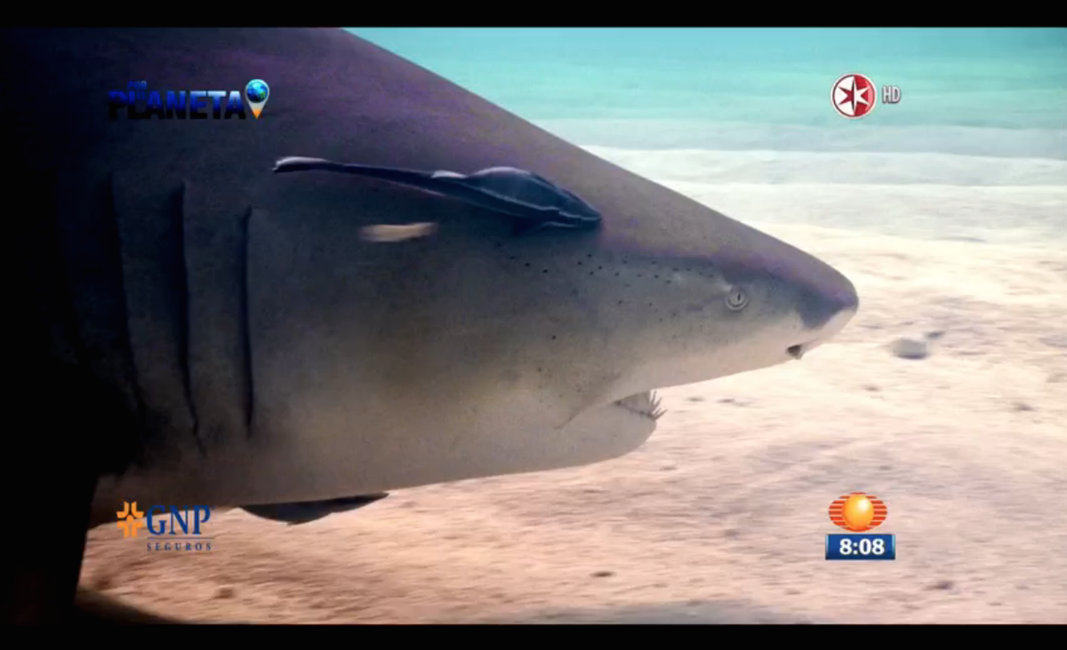 sharks_saving's tweet photo. YA es hora de tomar conciencia! Interesante reportaje de #PorElPlaneta Gracias @NTelevisa_com http://t.co/Lx6YRsK9qi http://t.co/U07VKtJrjZ