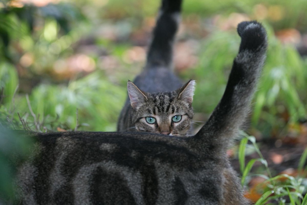 zacktlane's tweet photo. I spent part of my #WorldPhotographyDay playing peek a boo with these cool @HofstraCats http://t.co/1PrxiVZuvT