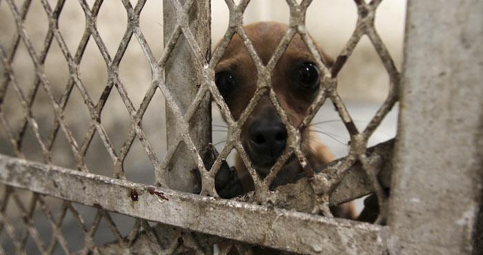 SinEmbargoMX's tweet photo. Activistas condenan propuesta del PVEM en Veracruz para sacrificar animales que nadie quiera http://t.co/iHU6FK2js2 http://t.co/ibMyoWBmdj