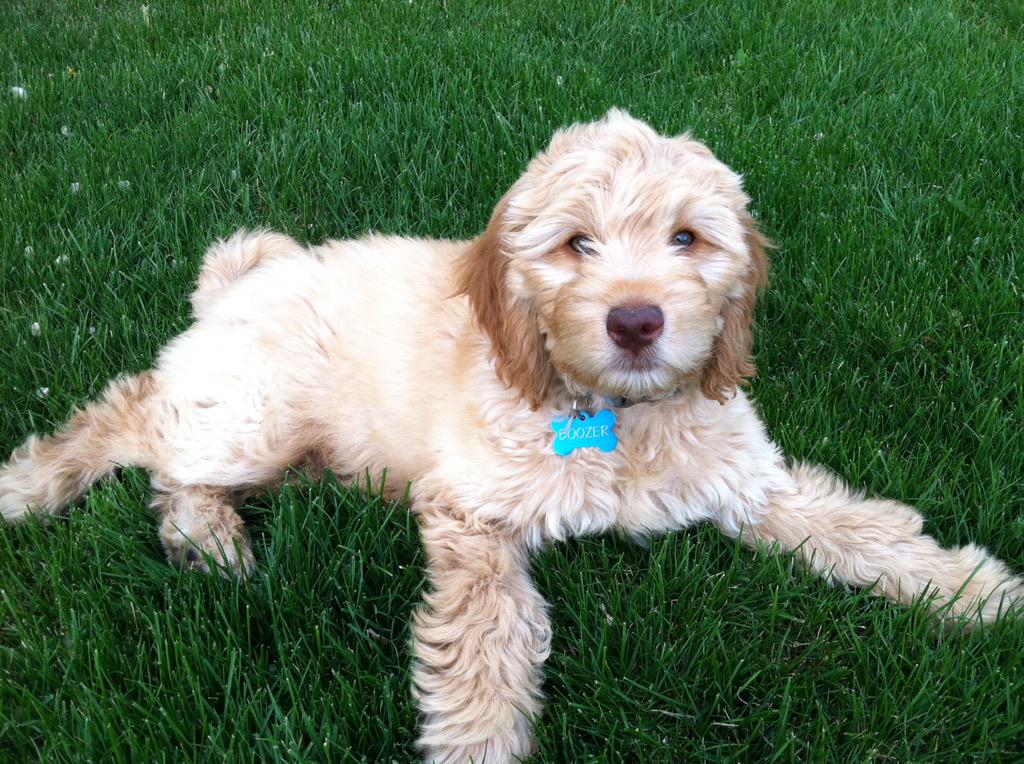 admanaswege's tweet photo. Random act of #puppy pictures! @Boozer_CO is da BOMB!!! #dogsoftwitter http://t.co/6TY2eKz9MR