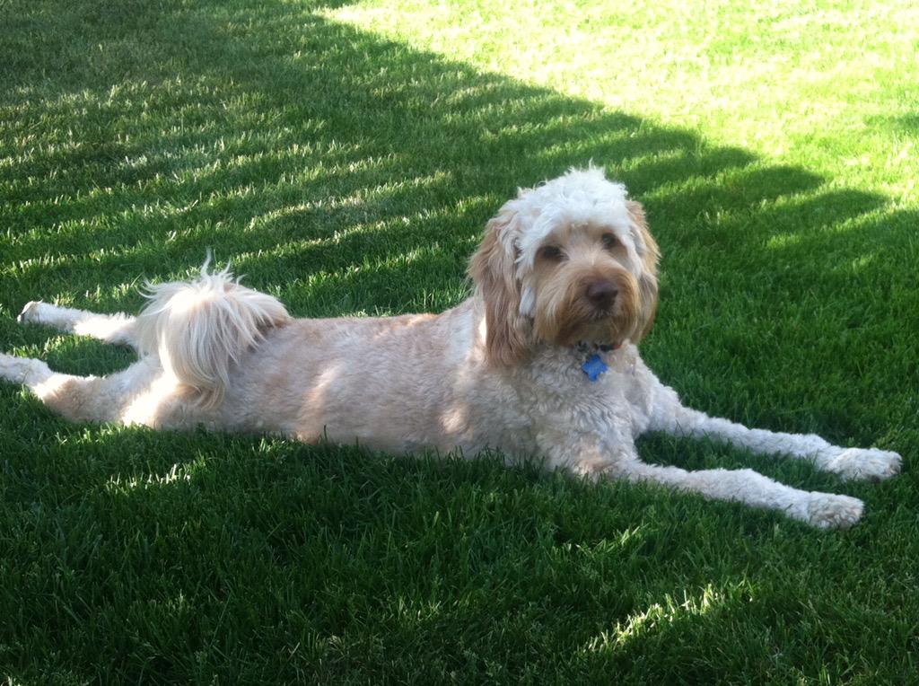 admanaswege's tweet photo. Random act of #puppy pictures! @Boozer_CO is da BOMB!!! #dogsoftwitter http://t.co/6TY2eKz9MR