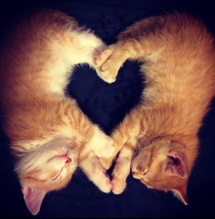 jessandlenn's tweet photo. My new favorite picture of you two ❤ http://t.co/wp9R96xCFc
