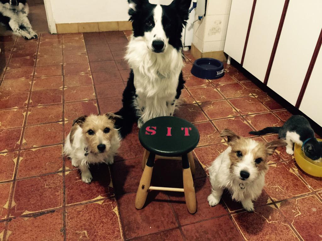 El banquito de las confesiones llego a la Patita House 😱👀✋