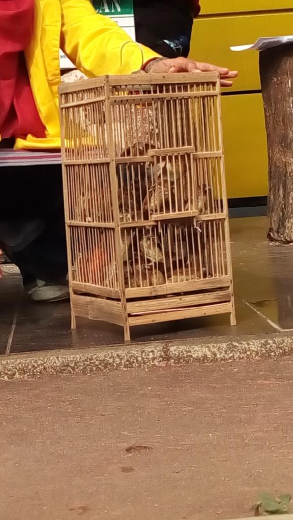 halwa_deFaira's tweet photo. Burung2 cantik yang akan bebas @BEMUI_Official @BEMUI_GoGreen #gogreen #UI2015 #RI70 http://t.co/v9kkN8AwL0
