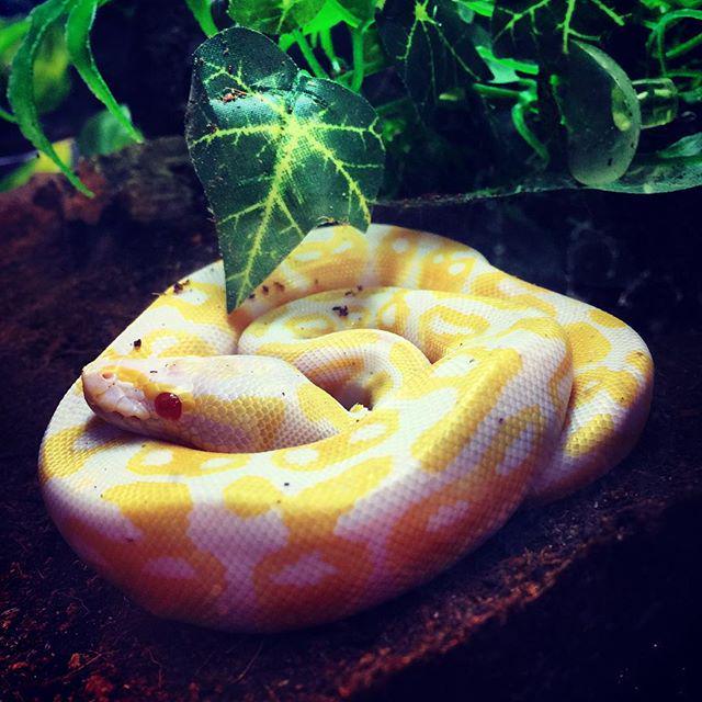 NowByu's tweet image. At byunow.com -- Isn&apos;t he so cute! #AlbinoBallPython #Provo #Utah #UVU #BYU #byu