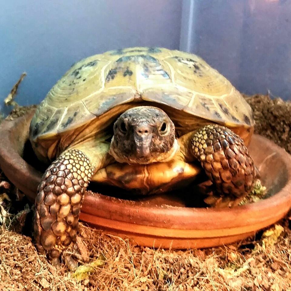 NeilTheTortoise's tweet photo. I need to get a bell as I should not have to wait for my dinner. #impatient #supermodeltortoise #supermodelproblems http://t.co/cfE4iAHNrU