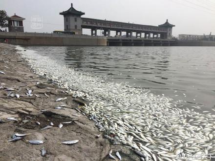 黒色中国 天津大爆発 魚の大量死の原因が爆発だったとしたら たぶん 雨 が降った後で 街の表面に残留していた化学物質が流されて それが排水される場所がたまたまこの付近で 大量死を引き起こしたのではないかと思います 2theparadise Http T Co