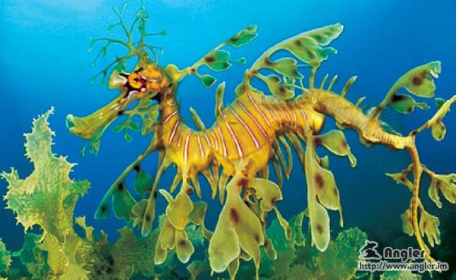 solotcom's tweet image. How Marine Creatures Avoid Predation. For more details, please visit Angler official website: angler.im/news/1NowoBSBK…