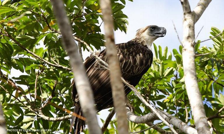 newswatchplusph's tweet photo. PH Eagle Foundation calls for better law enforcement after Pamana’s death http://t.co/nAORuCxtva http://t.co/ap2aKBi2Uq