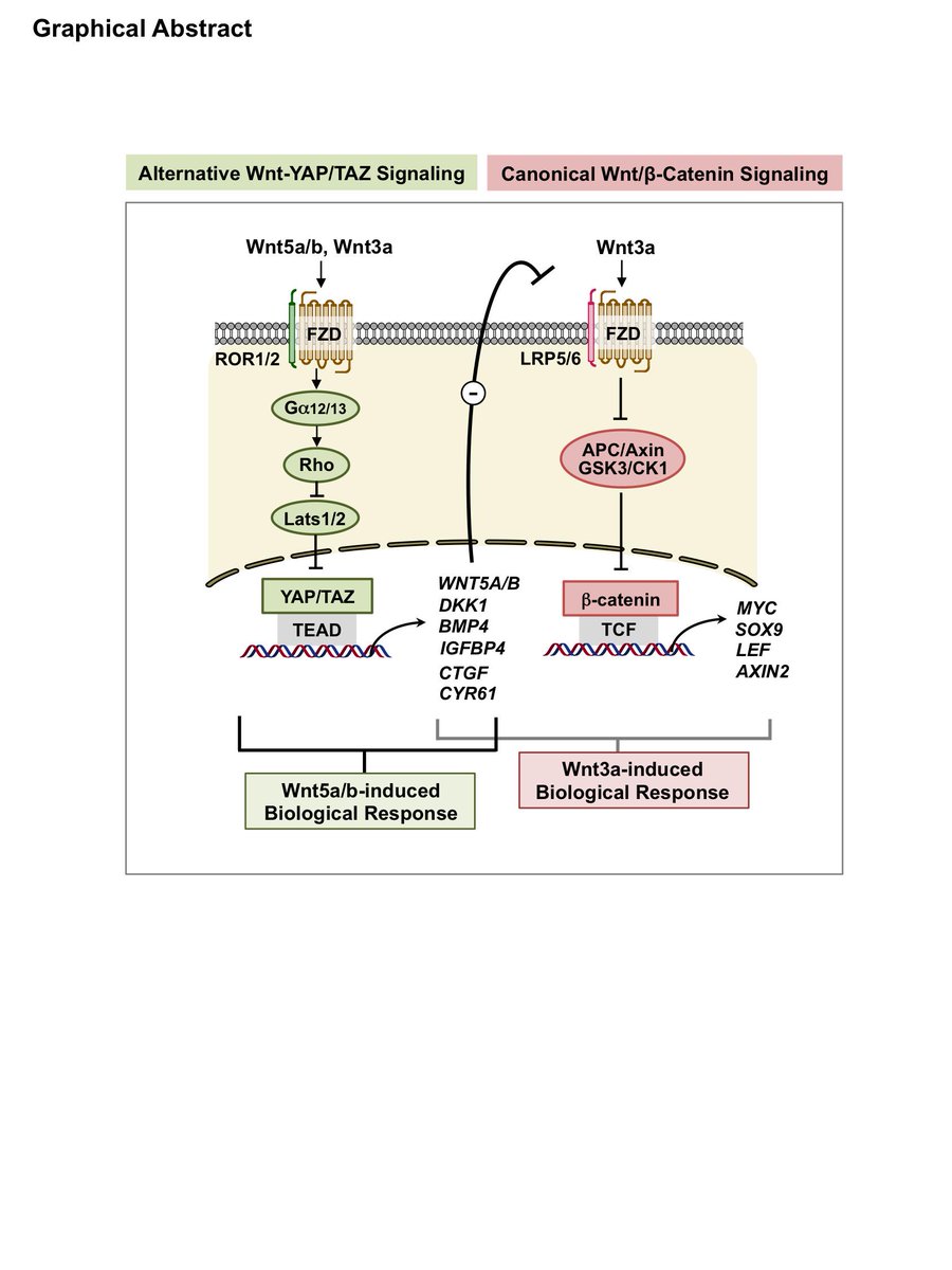 GuanLab's tweet photo. Check out our YAPTAZtic paper in Cell: Alternative Wnt Signaling Activates YAP/TAZ.
http://t.co/iNvCSzfIUo http://t.co/JuiUMHJwWT